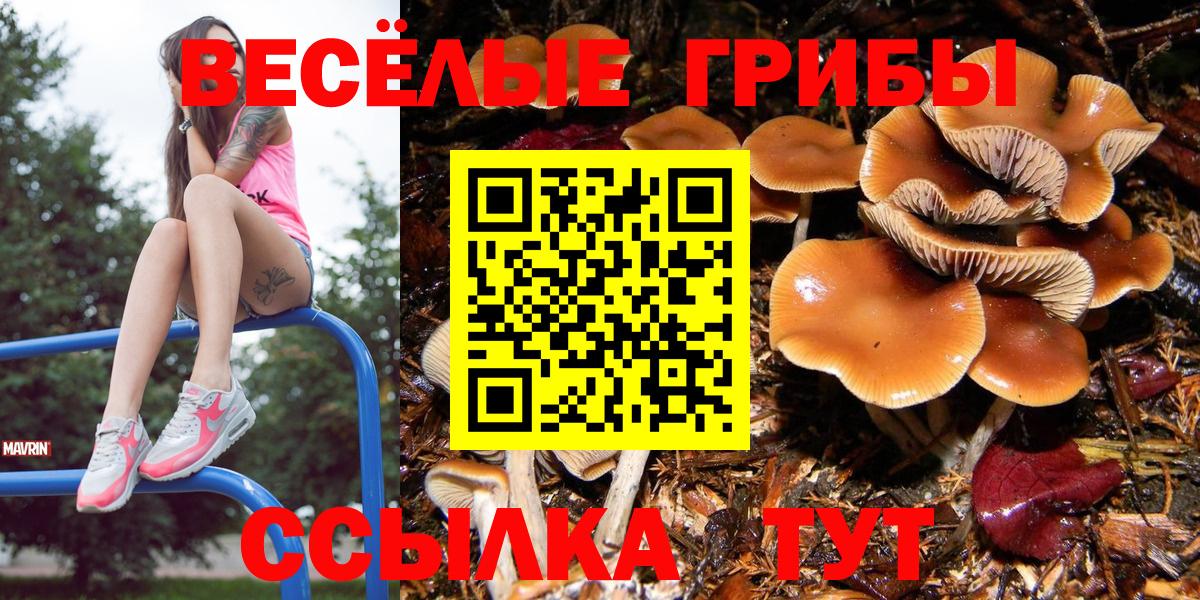 Ярославль  Галлюциногенные грибы Psilocybe  Вход с VPN 